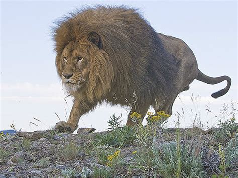 獅子的特徵|獅子是什麼向？獅子的特徵、習性與保護現狀解析